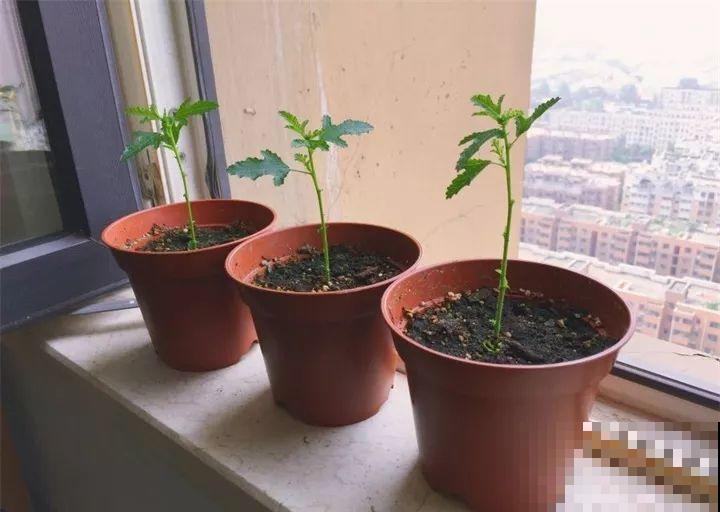 这8种花，拿棍子一绑凹个造型，身价嗖嗖往上翻！