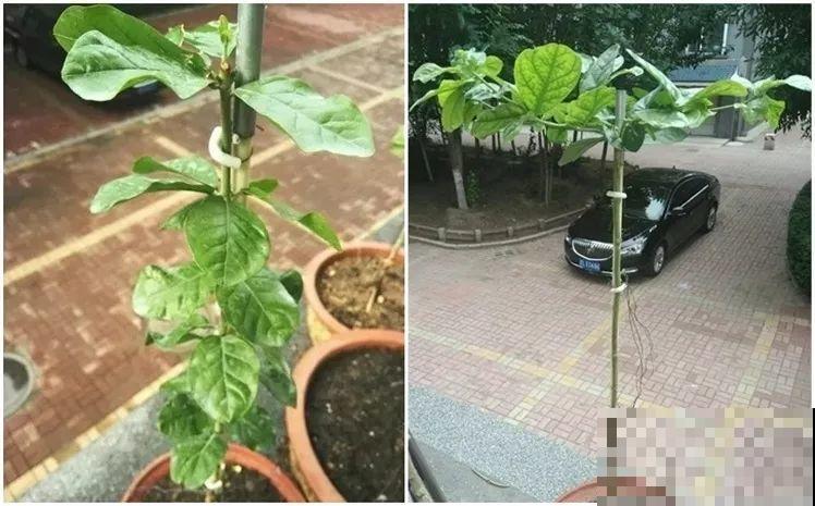 这8种花，拿棍子一绑凹个造型，身价嗖嗖往上翻！