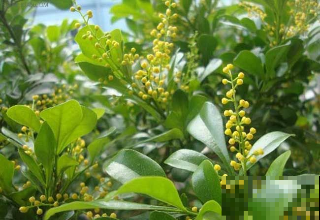米兰开花超级耗能量，在不给它吃点，秋天一片菜色！
