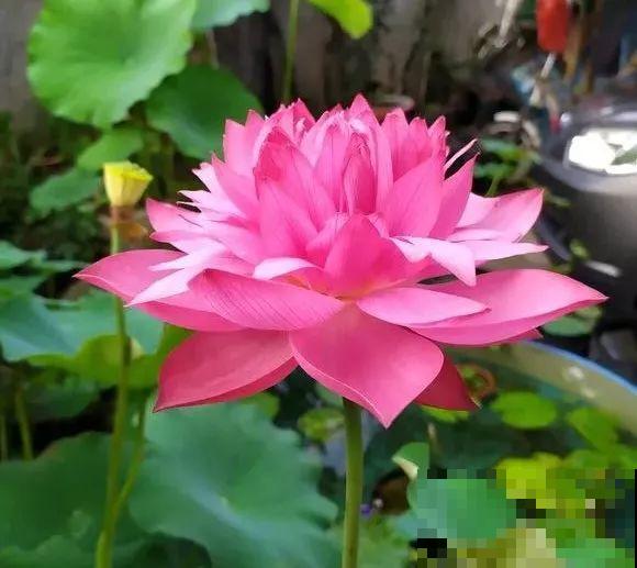 6种大型花，花苞直径20公分，摆家里太大气！