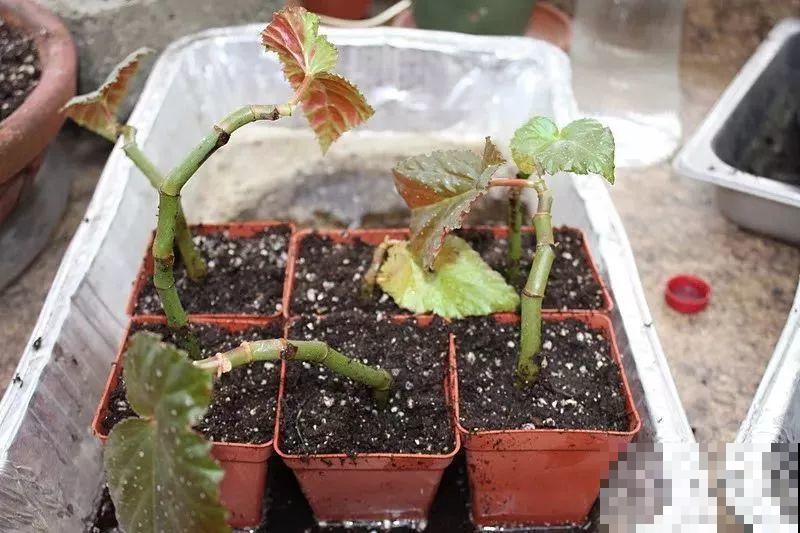 秋天养花就选它，花期长达8个月，剪根枝条半月就生根！