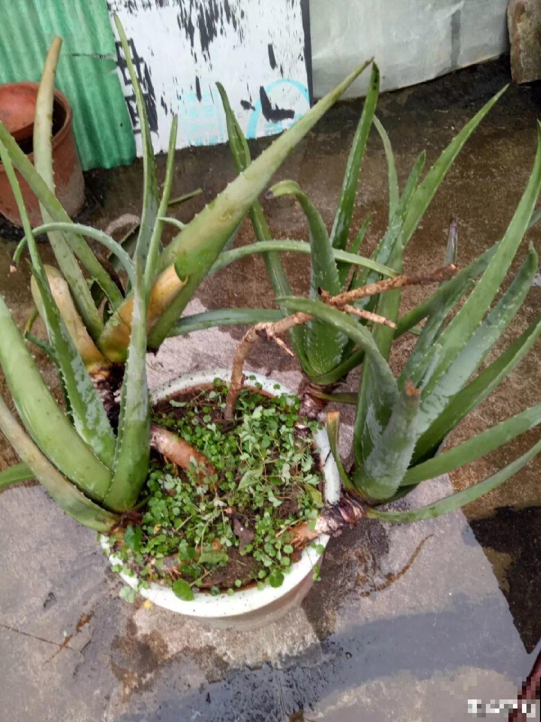 这12种花，夏天直接扔水里，蹭蹭长个开花拦不住！