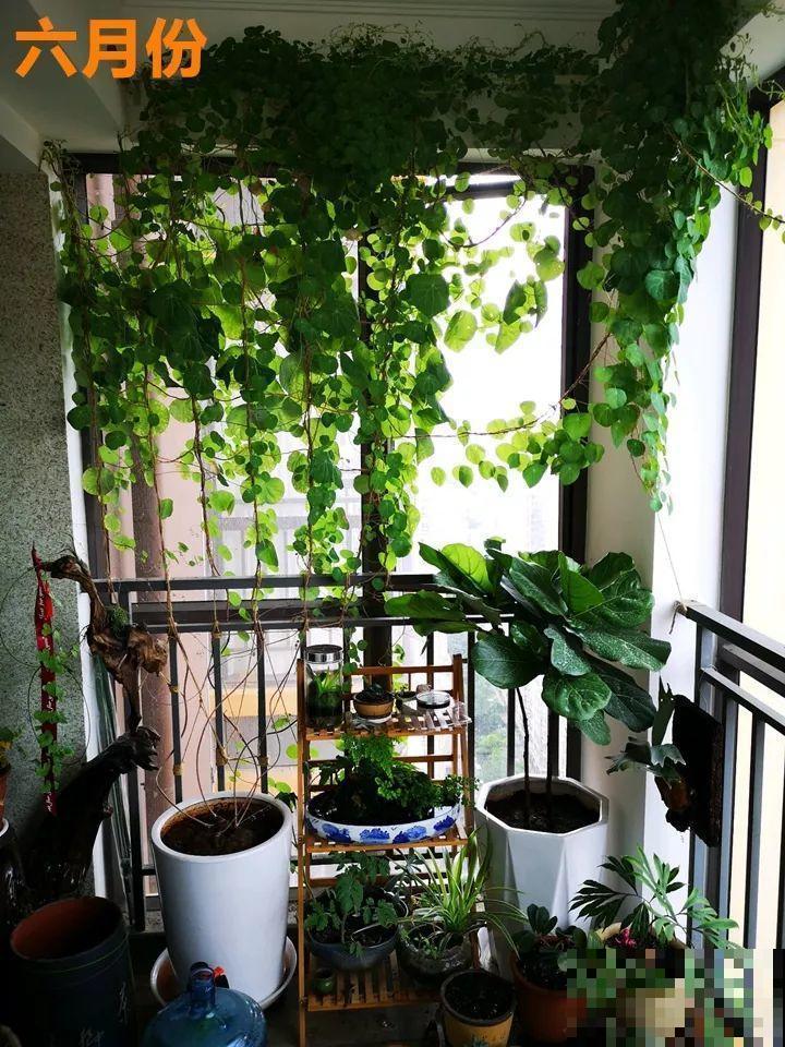 这花长得像个乌龟壳，没想到三个月爬满阳台，差点给扔了！
