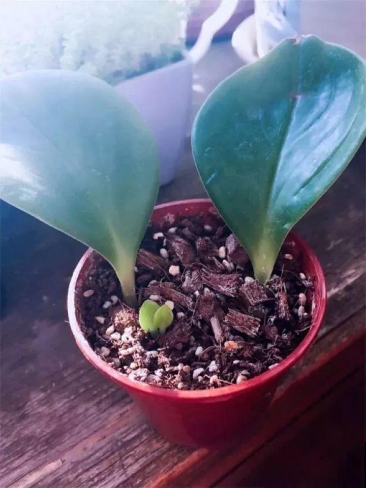 10种花扦插技巧，没事的时候插两盆，多到阳台都放不开！