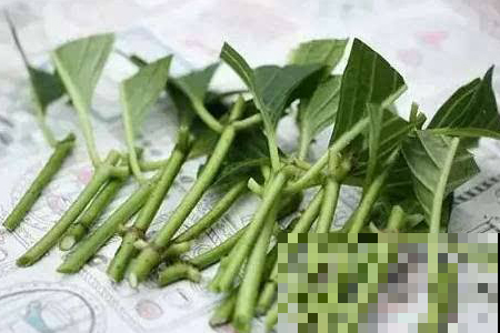 这2种花，遇水就生根，现在扦插刚好秋天栽土里！