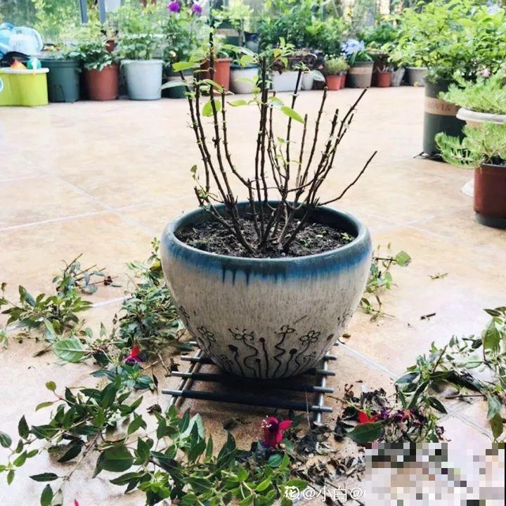 这10种花，年年收空盆，没点经验还真不敢养！