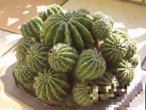 仙人球开花秘籍，适当懒一点，颜色艳丽个头比拳大！