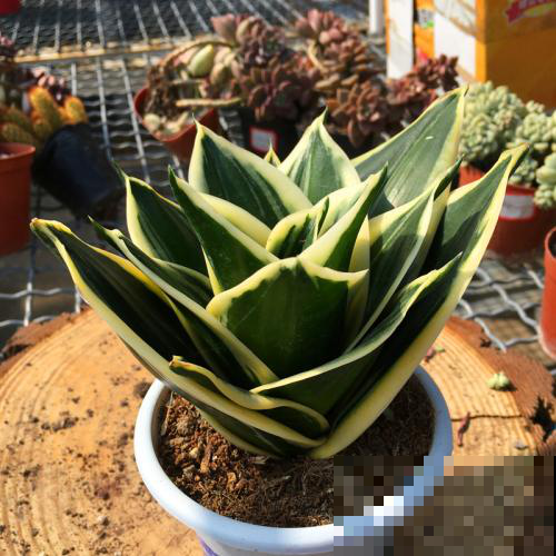 虎尾兰咋蹦出这么多品种？看得眼花缭乱，真想全部集齐！