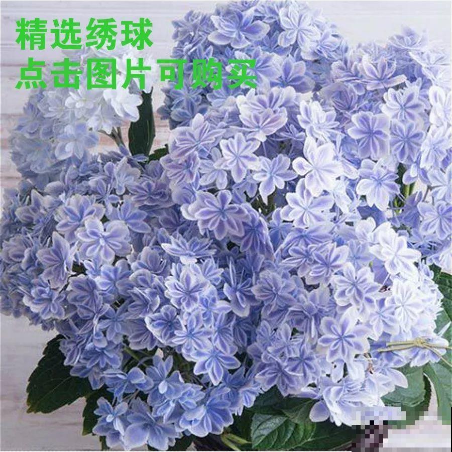 羡慕家里有小菜园的，盛夏季节，通通都爆发！