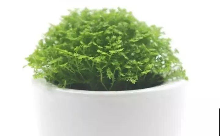80种耐阴花，光线不好照样养的活，新手的救星！