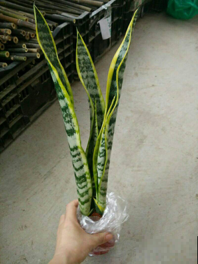虎尾兰咋蹦出这么多品种？看得眼花缭乱，真想全部集齐！