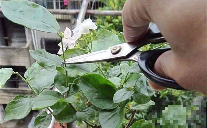 3种花开败了别等，赶紧剪一刀，下个月还能接着开！