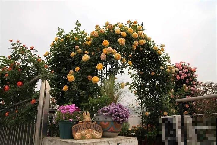 这8种花，拿棍子一绑凹个造型，身价嗖嗖往上翻！