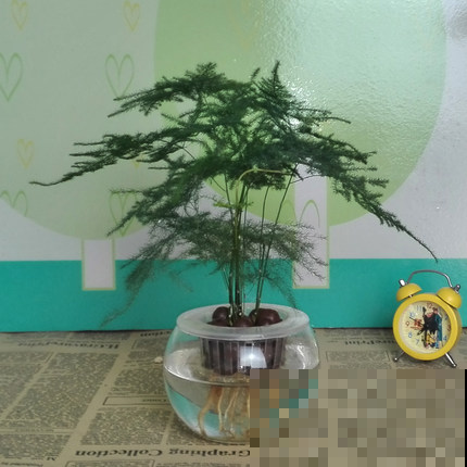 水培不注意，照样会烂根，该勤快的时候别偷懒！