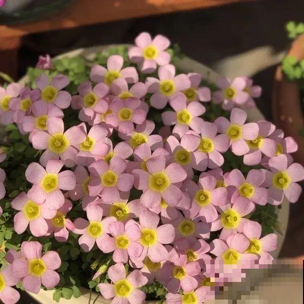 这花埋土里，不用剪就开爆，来年挖出来种球数翻10倍！