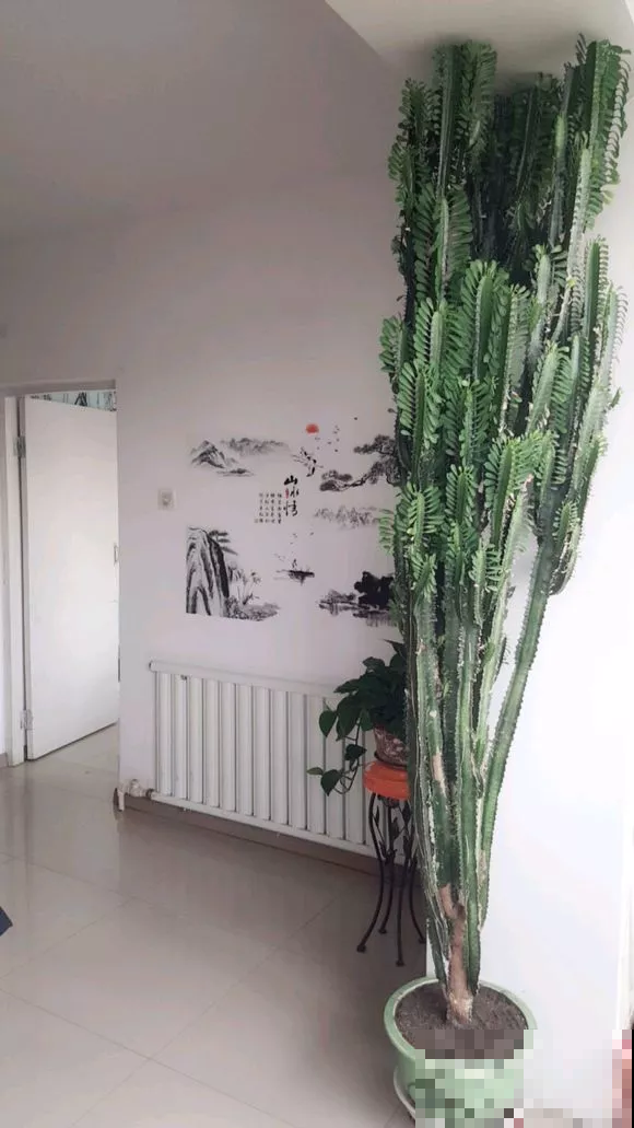 这花可真了不得，随便一养就猛蹿戳屋顶，吓得赶紧搬出去！