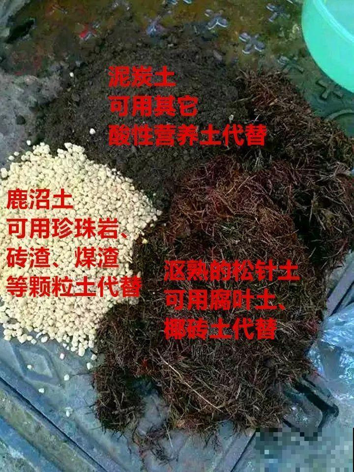 这10种花，年年收空盆，没点经验还真不敢养！