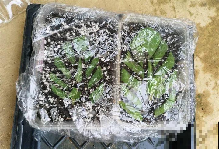 10种花扦插技巧，没事的时候插两盆，多到阳台都放不开！