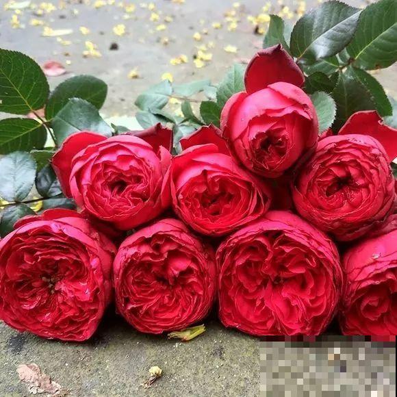 这花一年能开8个月，开完剪，剪完开，养花人都爱它！