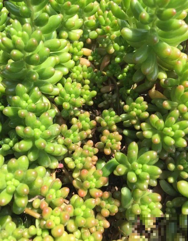 这8种多肉，现在扦插，插啥活啥，1个月就爆盆！