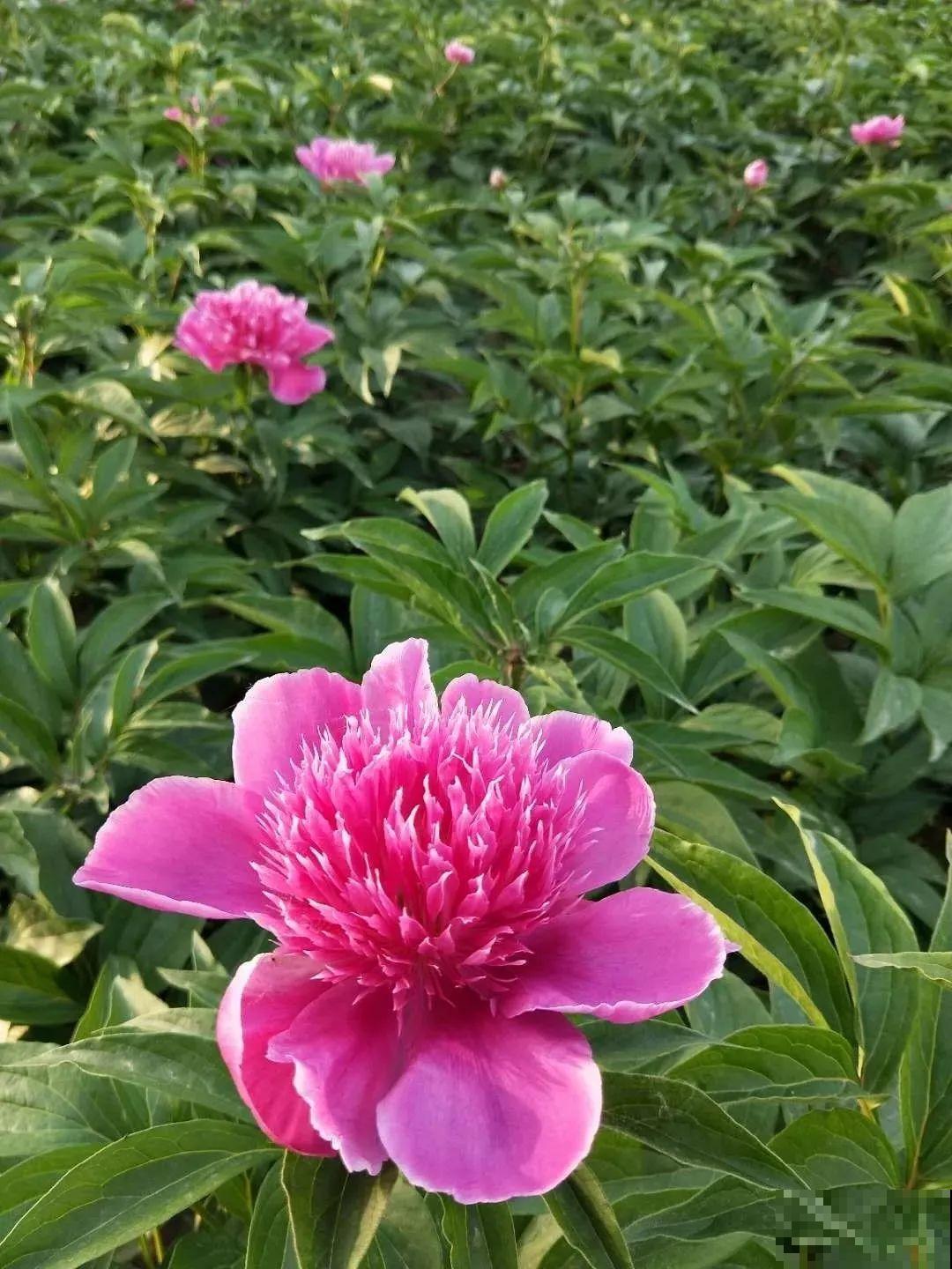 这种吉祥富贵花，秋天都要抢着养，错过再等一年！