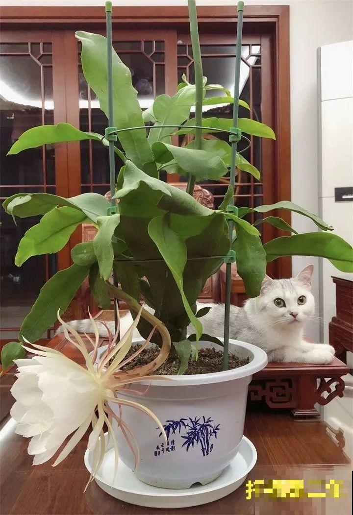 10种花扦插技巧，没事的时候插两盆，多到阳台都放不开！