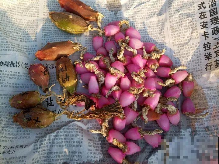 这花太能长，5年生了10麻袋，送人都送不完完！