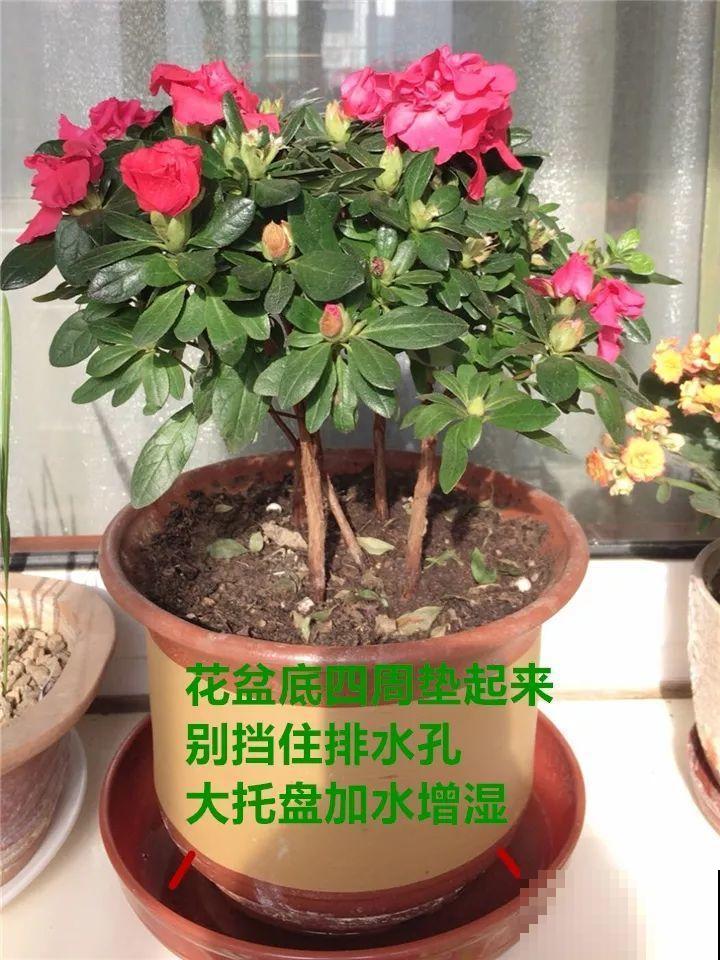这10种花，年年收空盆，没点经验还真不敢养！