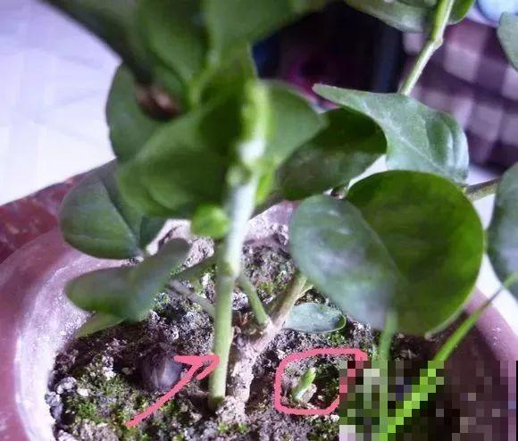 这花剪一茬开一茬，越晒花越多，整个夏天屋里都是香香的！