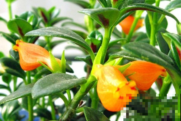 吊兰品种你见过吗？每一种都很好看，你养过几种呢？