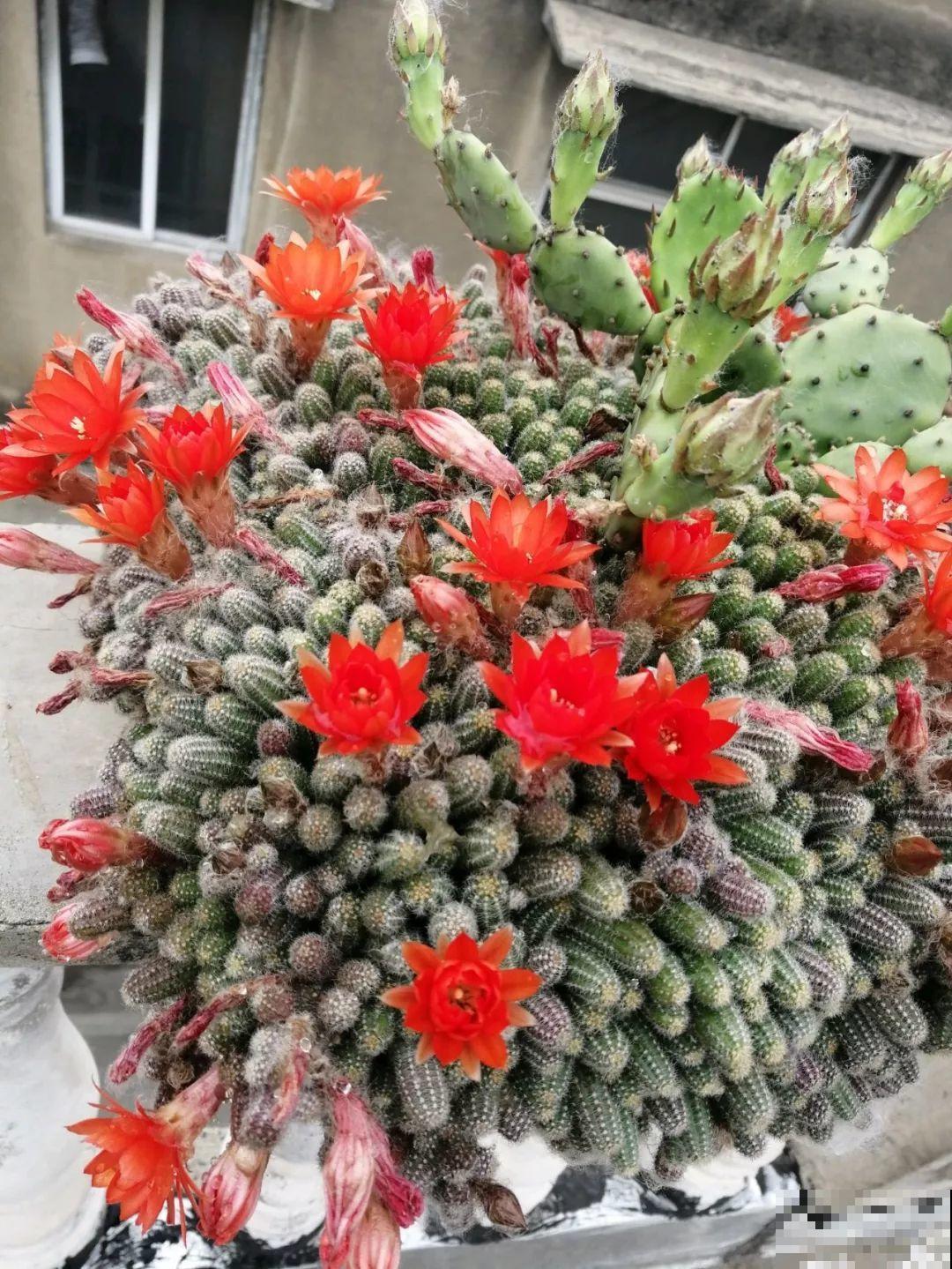 她家花盆里爬满了毛毛虫，越晒越开花，比月季还好看！