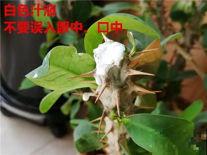 8月养花，头等大事就是修剪，剪的及时，明年坐等爆花！