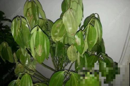 花不声不响突然死掉？不外乎是这几个原因，现在看还来得及！