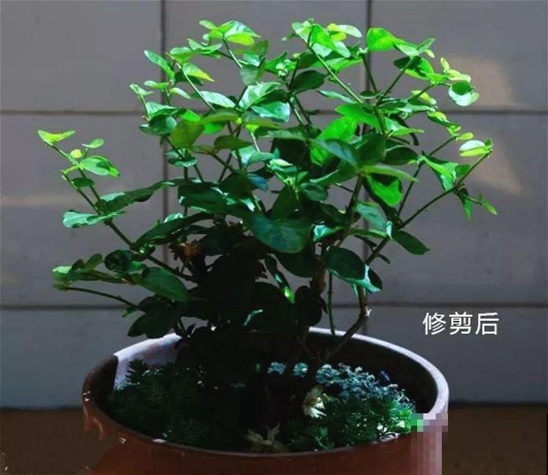 立秋了，抓紧做好这7件事，叶子绿的滴油，花立马胖10倍！