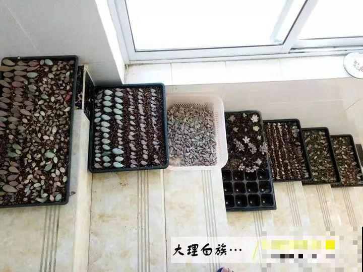 爸妈不在家，我在院子里疯狂种多肉，年年回家吓一跳！