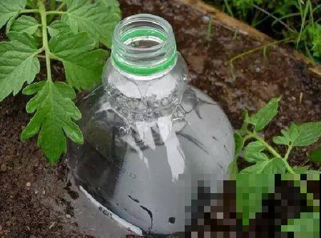 给花安个浇水神器，放心出门度假，再也不怕缺水萎蔫了！