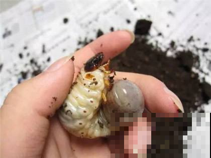 芍药为啥屡种屡枯？扒开盆土猛然看到它，吓得差点跌倒！