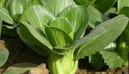 8月最适合种这菜，1周窜满盆薅不完，20天就能进锅！