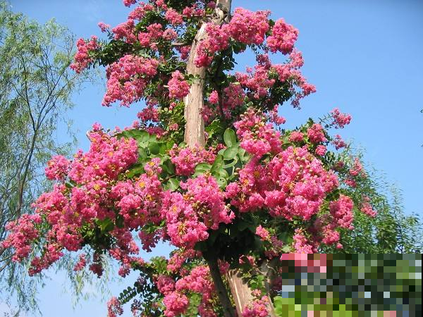 这6种花，都是迎着烈日开放，公园路边经常见！