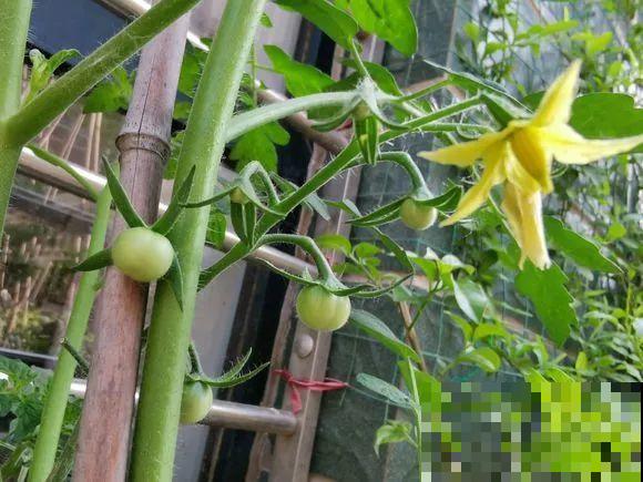 羡慕家里有小菜园的，盛夏季节，通通都爆发！