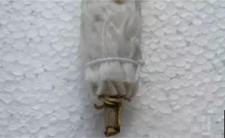 养花不生根？赶紧塞团卫生纸，大白根蹭蹭冒！