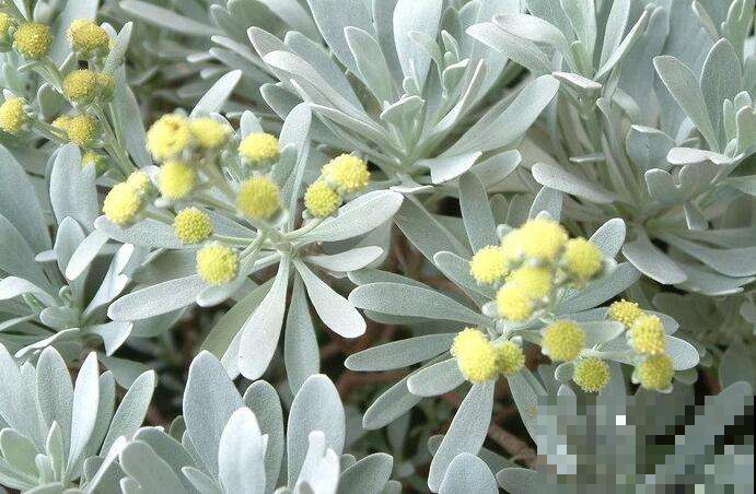 大自然可真神奇，这植物浑身“冰霜”，夏天最佳盆栽非它莫属！