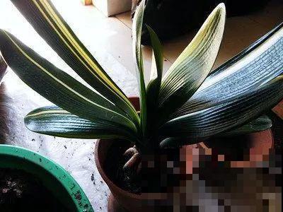 秋天说来就来，这花睡饱了一个夏天，是时候栽盆里了！