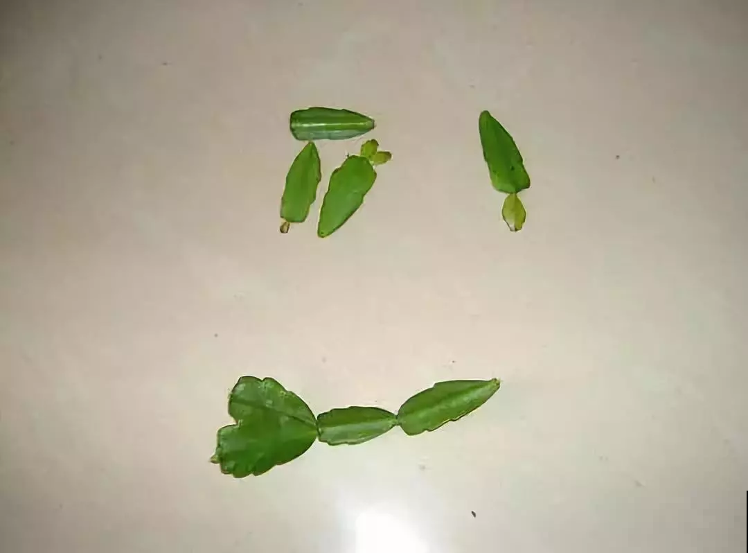 这东西和蟹爪兰天生一对，嫁接百分百活，轻松变身蟹爪兰大树！