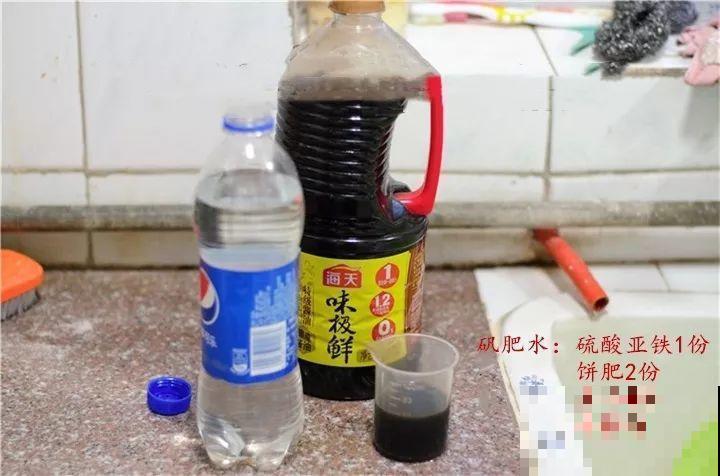 9月快上壮花肥，10天撒一把，新芽蹭蹭往外长！