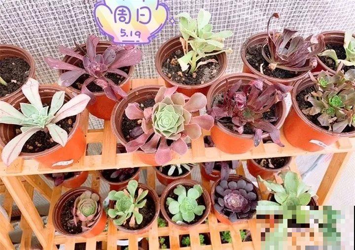 多肉养护大总结，这7点学会了，啥肉都能养得活！