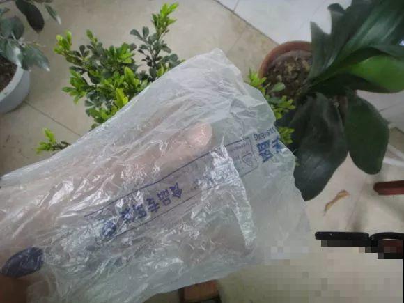 米兰浇水加点料，呼呼开爆盆，满树金黄，隔着老远都能闻见香味！