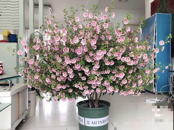 家里这20种花，只管浇水晒太阳，开花多到你嫌烦！