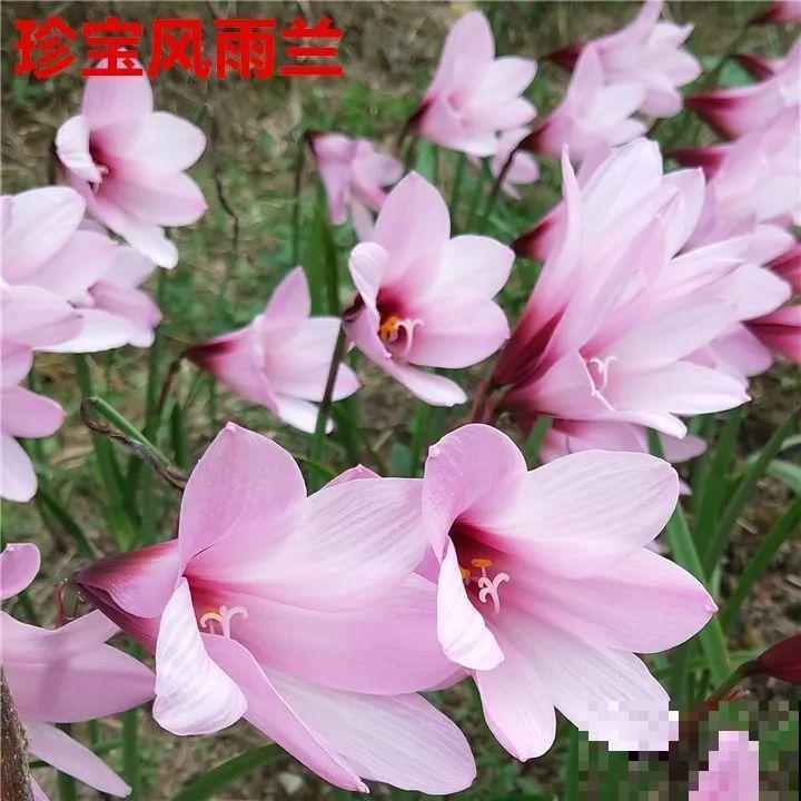 死不了的花，5年生了10麻袋，大铲车挖了一天！