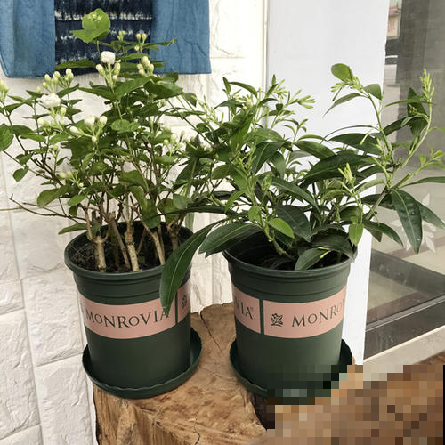 卧室是这花的禁地，一旦养了就会出大问题，别不当回事！